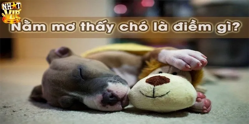 Mơ Thấy Chó Đánh Con Gì Chuẩn, Ứng Với Điềm Lành Hay Dữ? Nằm mơ thấy chó mang tới điềm gì về tương lai