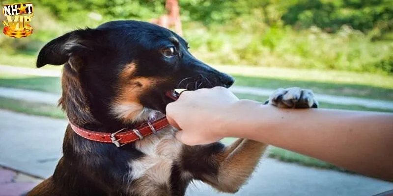 Mơ Thấy Chó Đánh Con Gì Chuẩn, Ứng Với Điềm Lành Hay Dữ? Chiêm bao thấy con chó màu đen - Mơ thấy chó đánh con gì