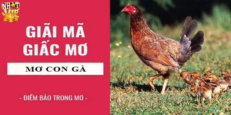 Mơ Thấy Gà Là Điềm Báo Gì Và Nên Đánh Số Nào Để Trúng Lớn? Giải mã ý nghĩa nằm mơ thấy gà chi tiết