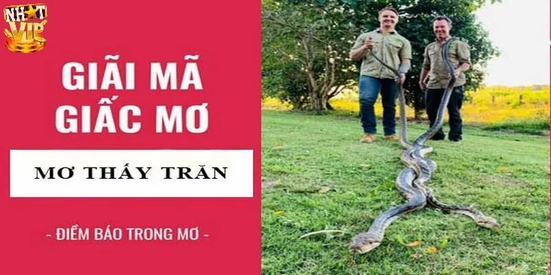 Mơ Thấy Trăn - Giải Mã Điềm Báo Tương Lai Và Con Số May Mắn Giải mã ý nghĩa giấc mơ thấy trăn cùng chuyên gia