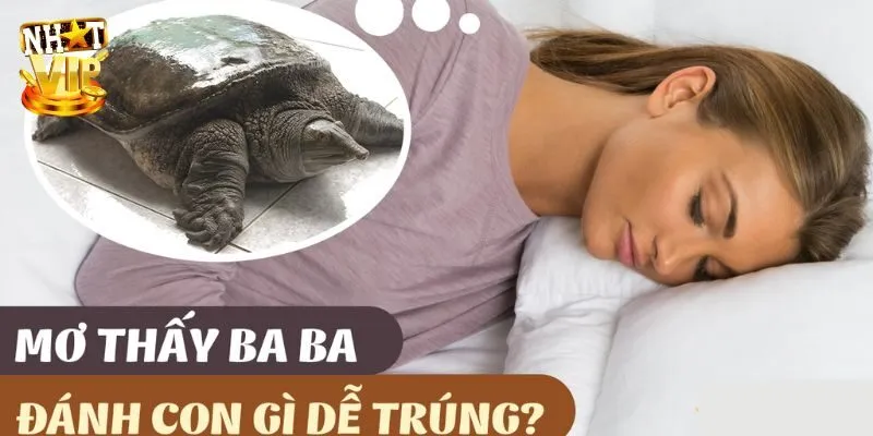 Mơ Thấy Ba Ba Là Điềm Báo Gì? Bắt Con Số Tài Lộc Trong Lô Đề Nằm mơ thấy ba ba đánh con gì ăn thưởng trong lô đề