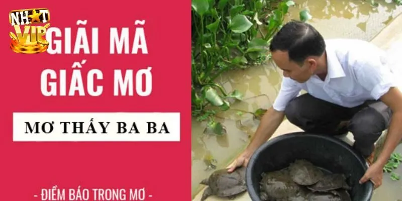 Mơ Thấy Ba Ba Là Điềm Báo Gì? Bắt Con Số Tài Lộc Trong Lô Đề Tổng hợp thông điệp khi nằm mơ thấy ba ba