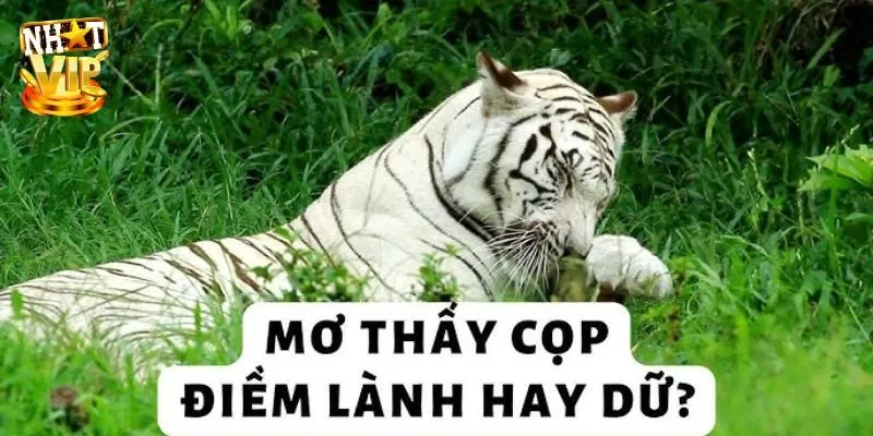 Mơ Thấy Hổ - Khám Phá Ý Nghĩa Và Con Số May Mắn Cùng Nhatvip Gặp được hổ trắng
