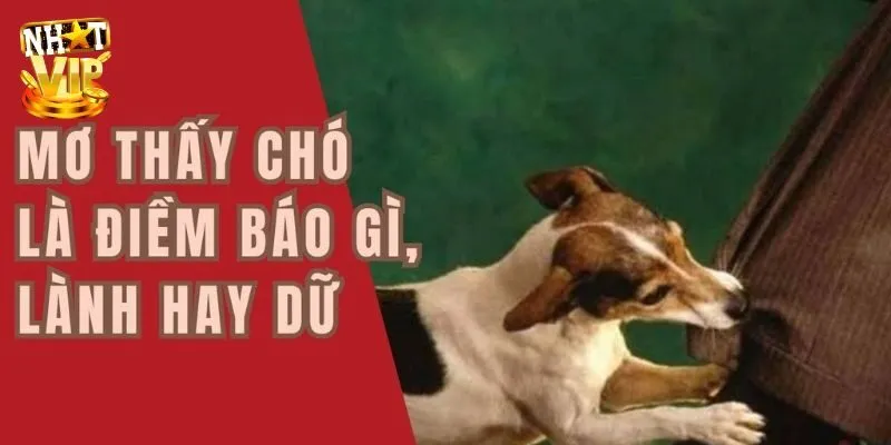 Mơ Thấy 3 Con Chó - Giải Mã Điềm Báo Cùng Con Số May Mắn Nhìn thấy 3 con chó cắn nhau trong mơ