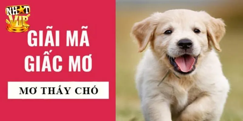 Mơ Thấy 3 Con Chó - Giải Mã Điềm Báo Cùng Con Số May Mắn Tổng hợp giấc mơ thấy 3 con chó và ý nghĩa được truyền tải