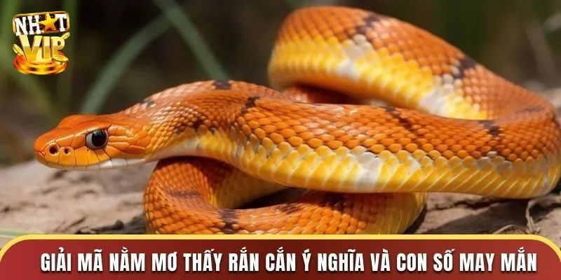 Mơ Thấy Rắn - Nhatvip Giải Mã Con Số May Mắn Dễ Trúng Nhất Điều báo tương lai giấc mơ thấy rắn - Lành hay dữ?